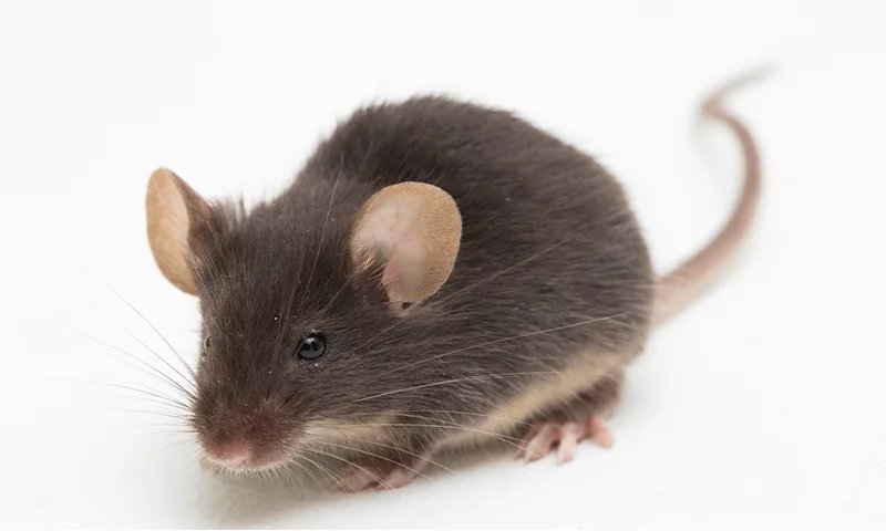 muis