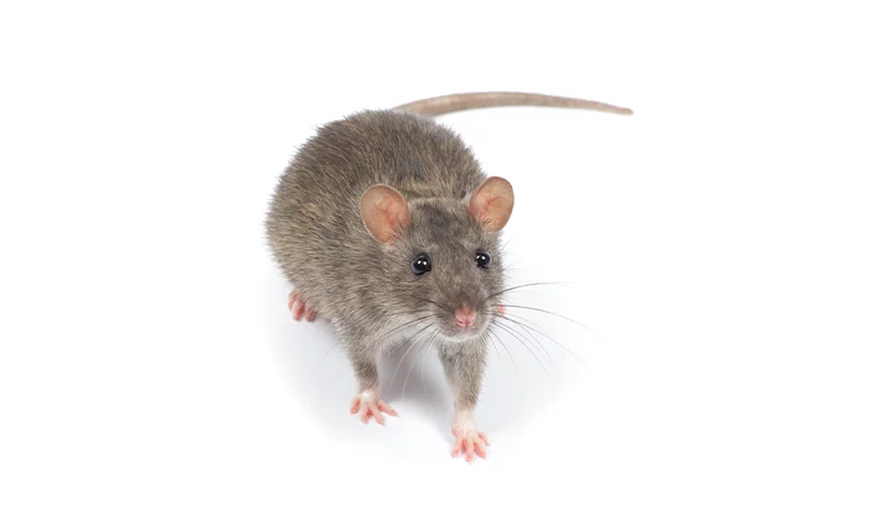 rat